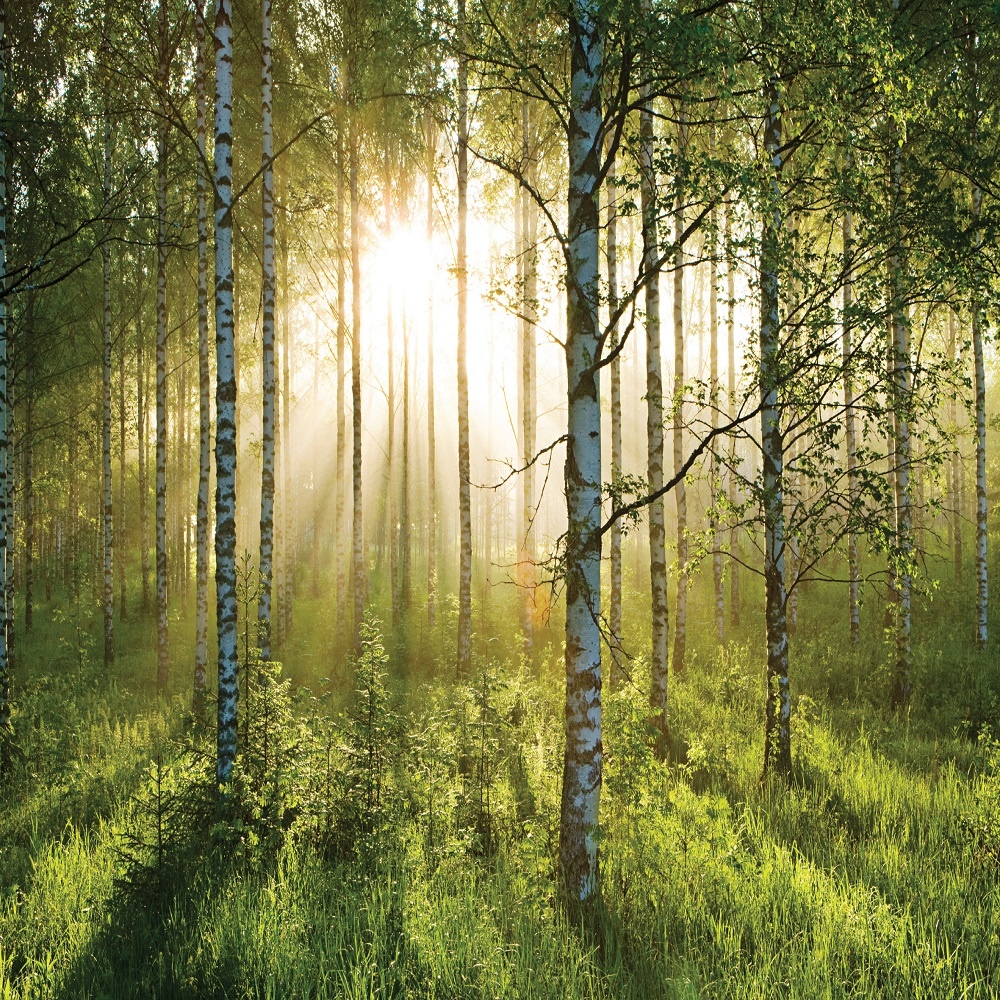 waldtapete uk,baum,natürliche landschaft,wald,natur,nördlicher hartholzwald