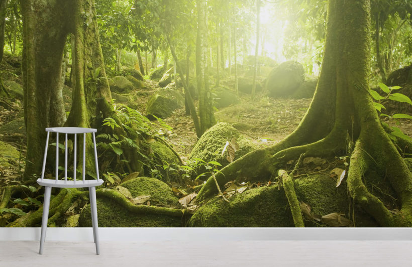 ジャングル壁紙壁画,自然,自然の風景,緑,森林,古い成長林