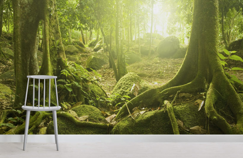 papier peint jungle,la nature,paysage naturel,vert,forêt,forêt ancienne