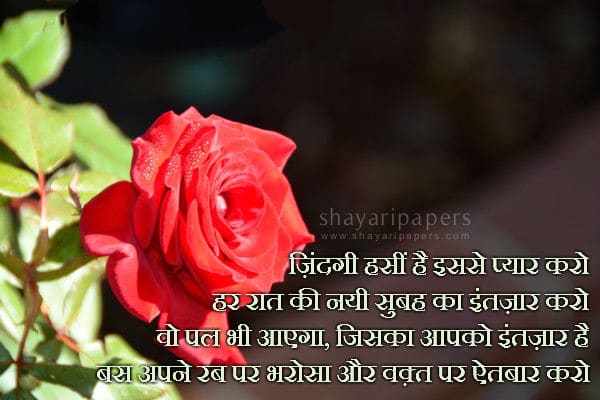 carta da parati sukhi,rose da giardino,fiore,petalo,rosso,natura