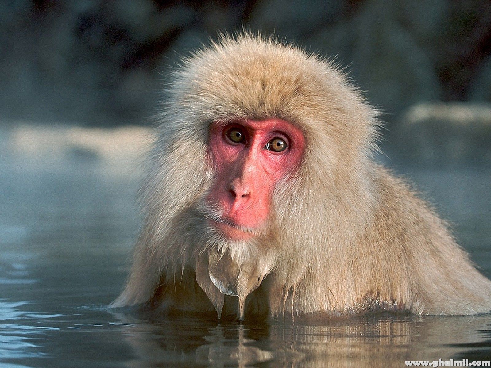 un fond d'écran kay hd 2015,macaque,macaque japonais,primate,bouche,faune