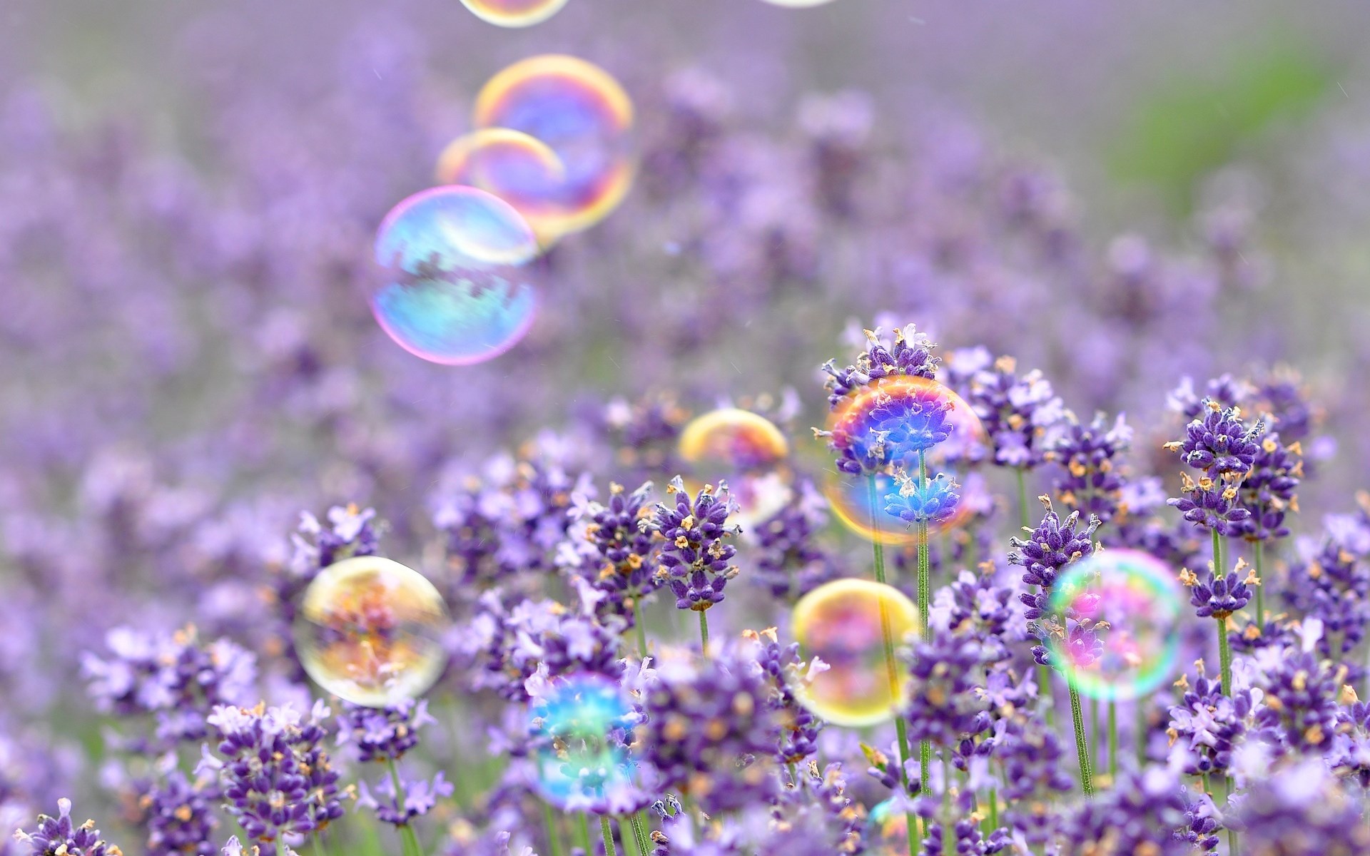 壁紙tumblrをダウンロード,ラベンダー,紫の,花,バイオレット,工場