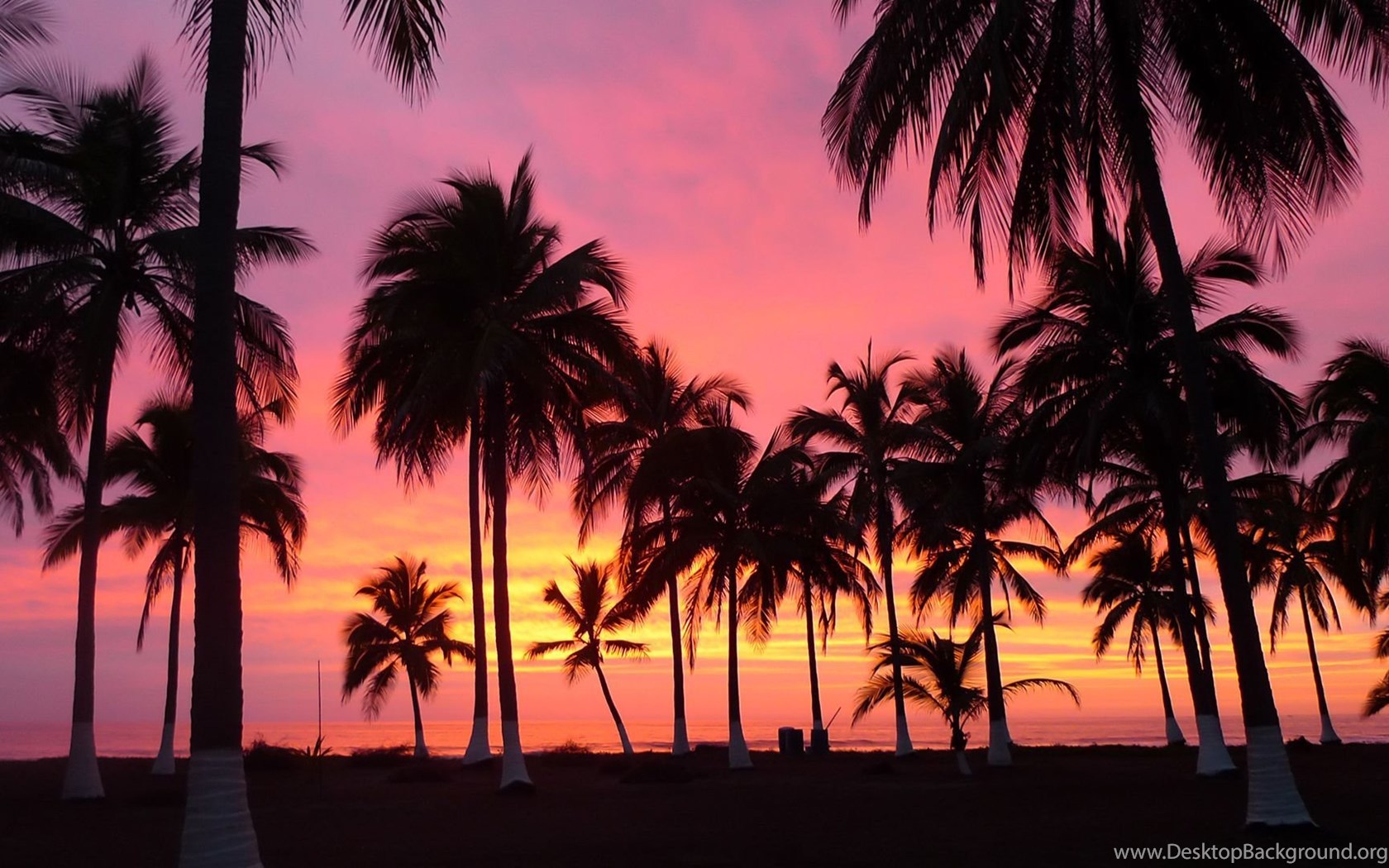 hintergrundbild für desktop tumblr,baum,himmel,natur,palme,sonnenuntergang