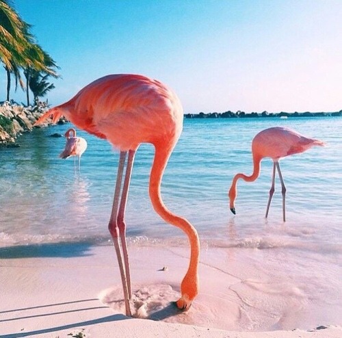 fond d'écran flamingo tumblr,flamant,flamant rose,oiseau,oiseau d'eau,rose