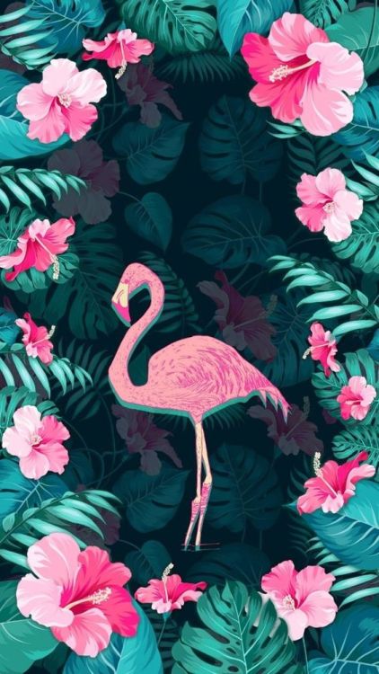 Flamingo Wallpaper Tumblr Flamingo Bird Greater Flamingo Pink Water Bird Wallpaperuse