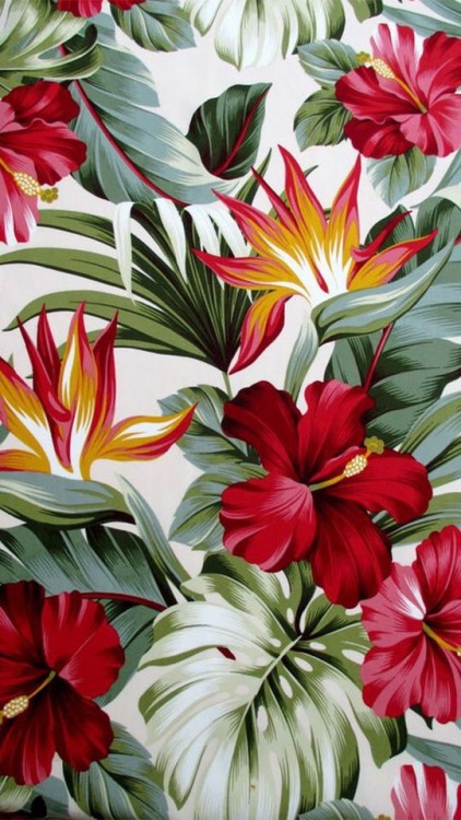텀블러 배경 꽃,꽃,빨간,식물,하와이 히비스커스,꽃잎