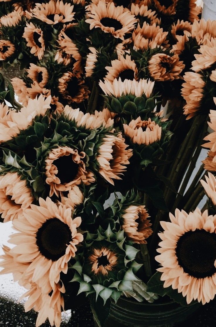 tumblr fond d'écran fleurs,fleur,plante,plante à fleurs,gerbera,fleurs coupées