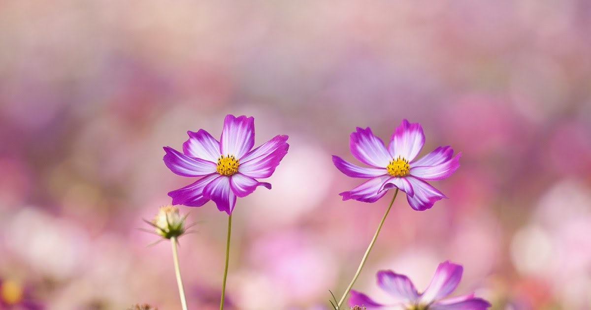 tumblr fondos de pantalla flores,flor,planta floreciendo,pétalo,planta,rosado