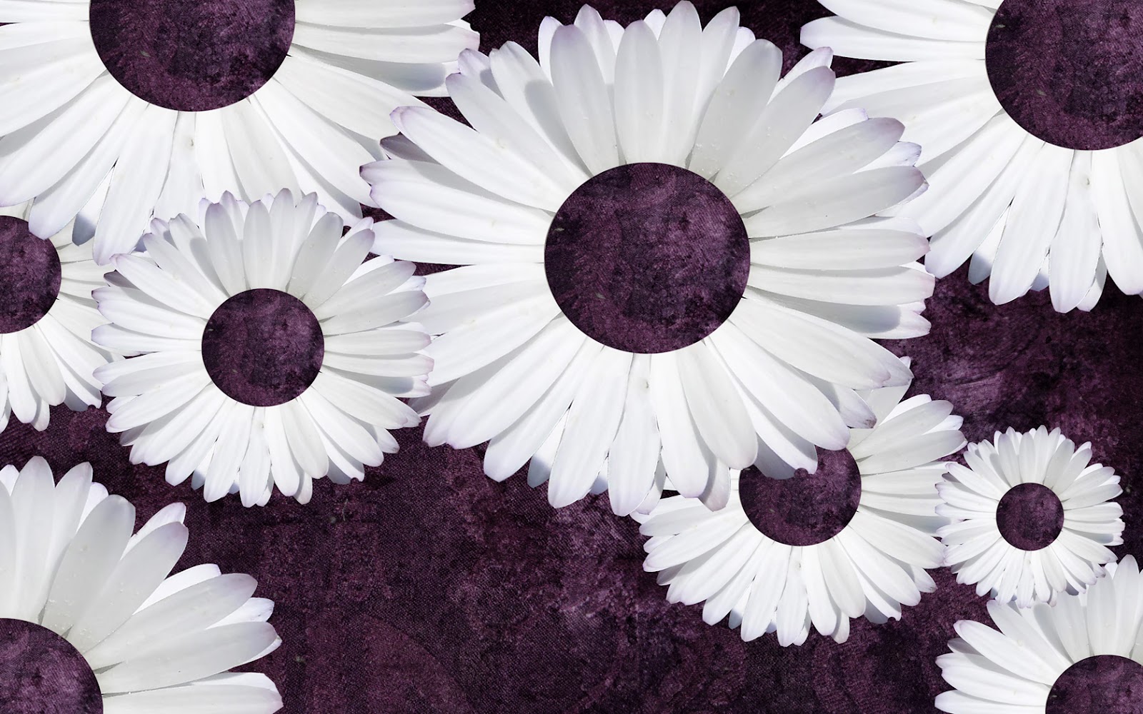 tumblr wallpaper flowers,purple,flower,violet,petal,daisy