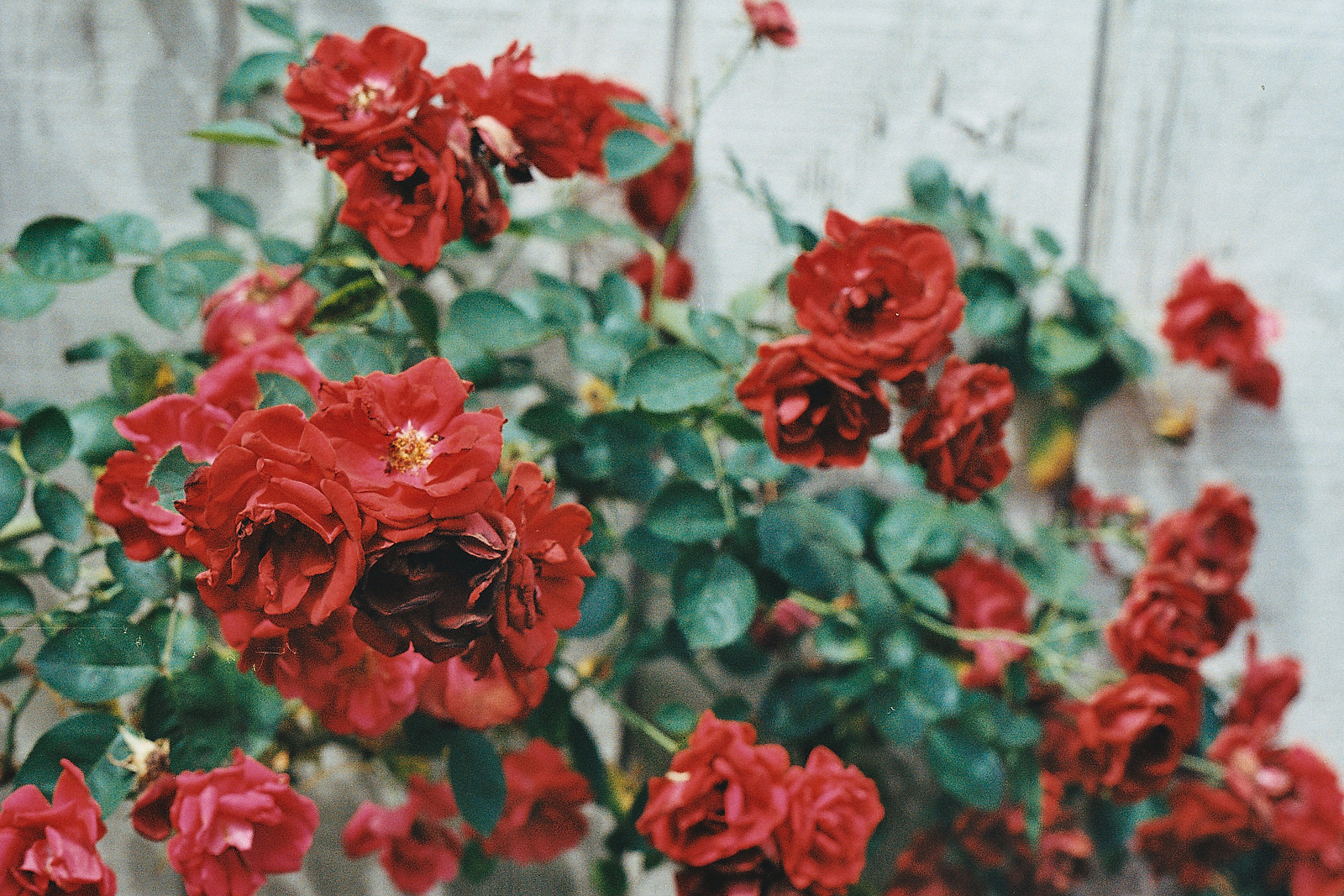 tumblr wallpaper flowers,flower,flowering plant,red,garden roses,plant