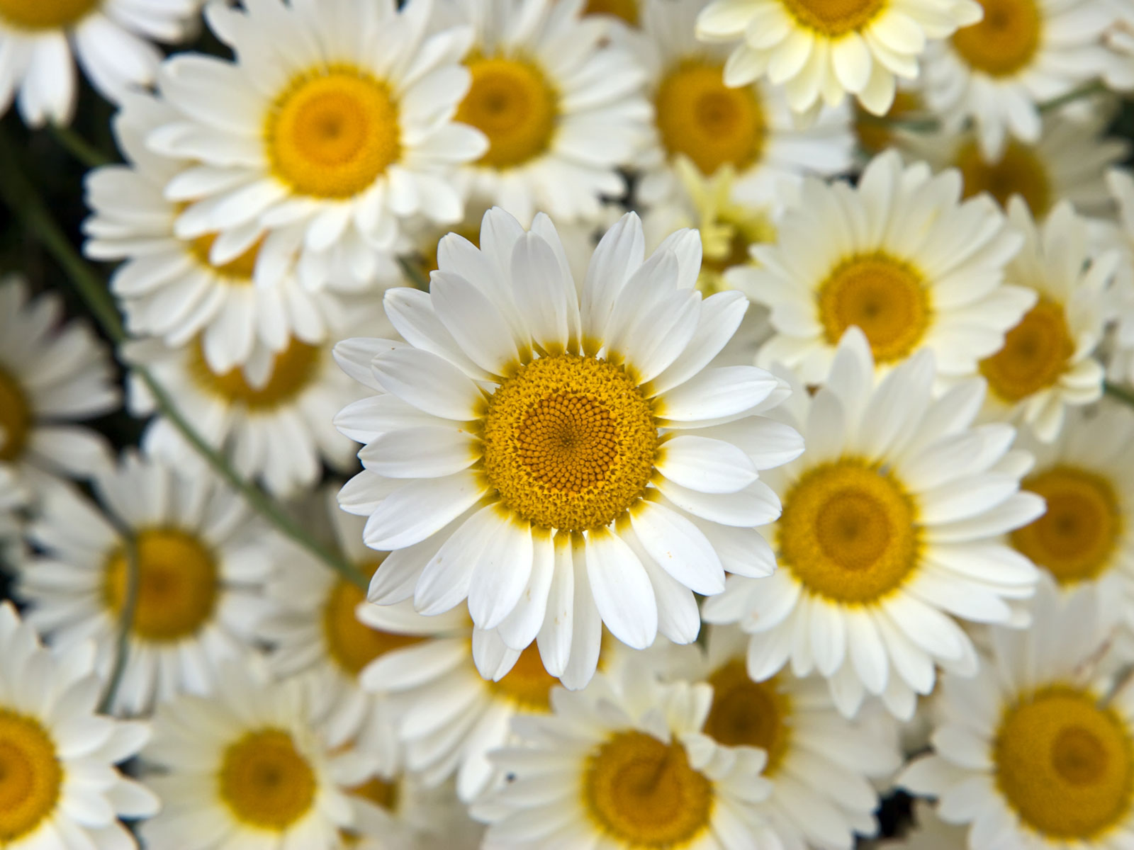 tumblr壁紙花,花,開花植物,マーガレットデイジー,花弁,カモミール