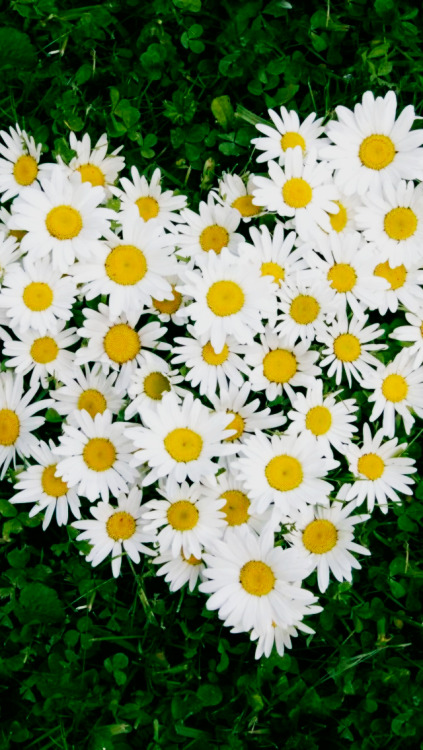 tumblr wallpaper flowers,flower,flowering plant,marguerite daisy,oxeye daisy,daisy