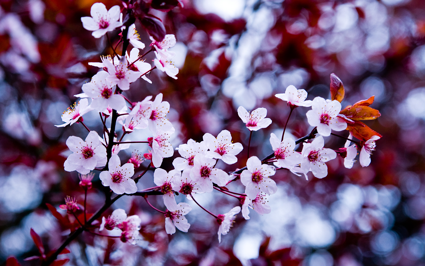tumblr wallpaper flowers,flower,spring,blossom,pink,plant