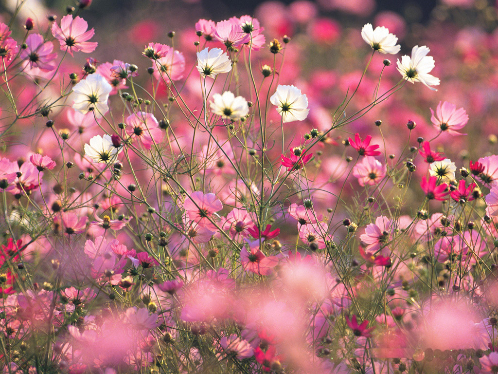 tumblr壁紙花,花,開花植物,ピンク,工場,春