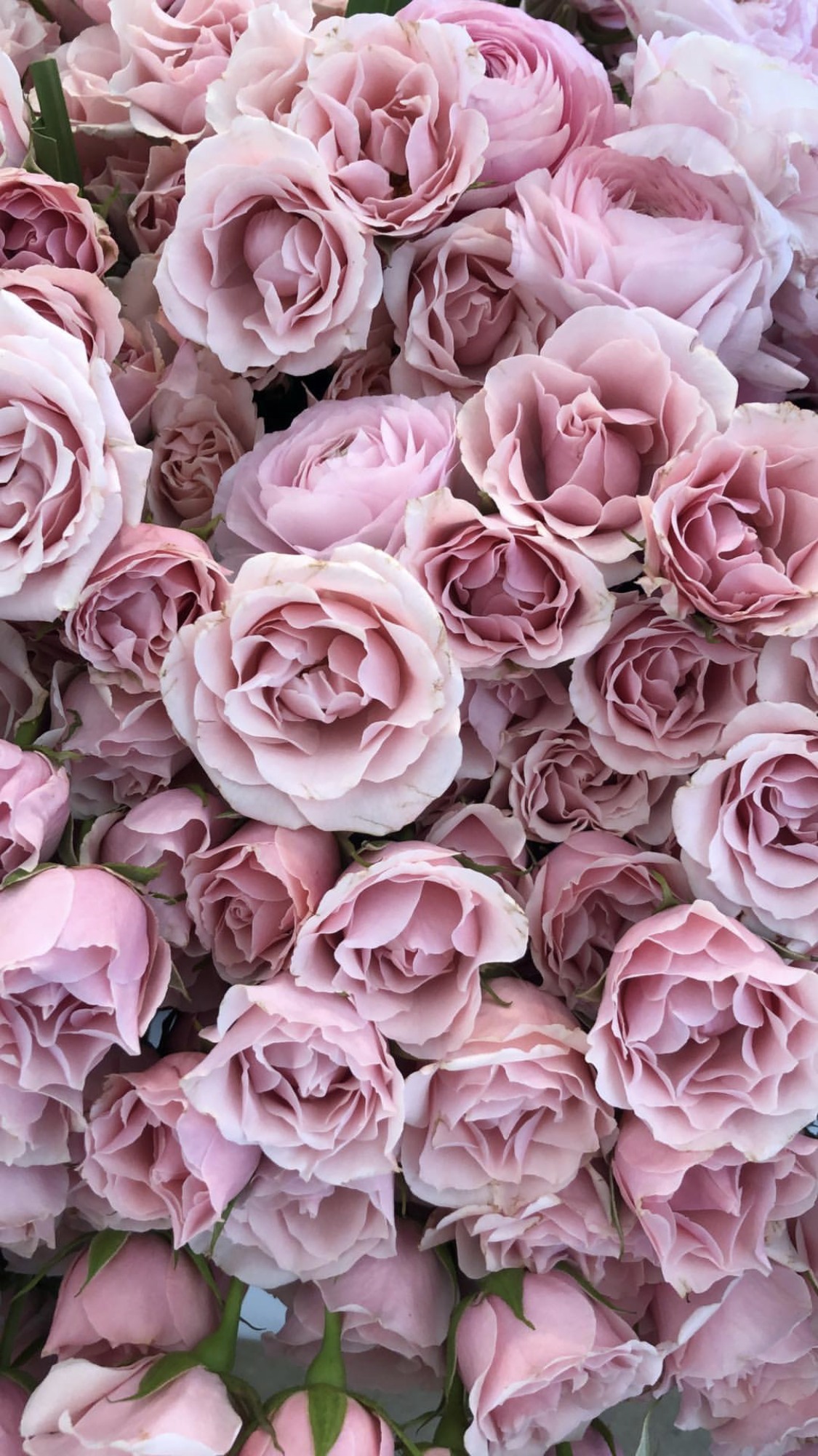 Tumblr壁紙花 花 庭のバラ 開花植物 ローズ ピンク Wallpaperuse