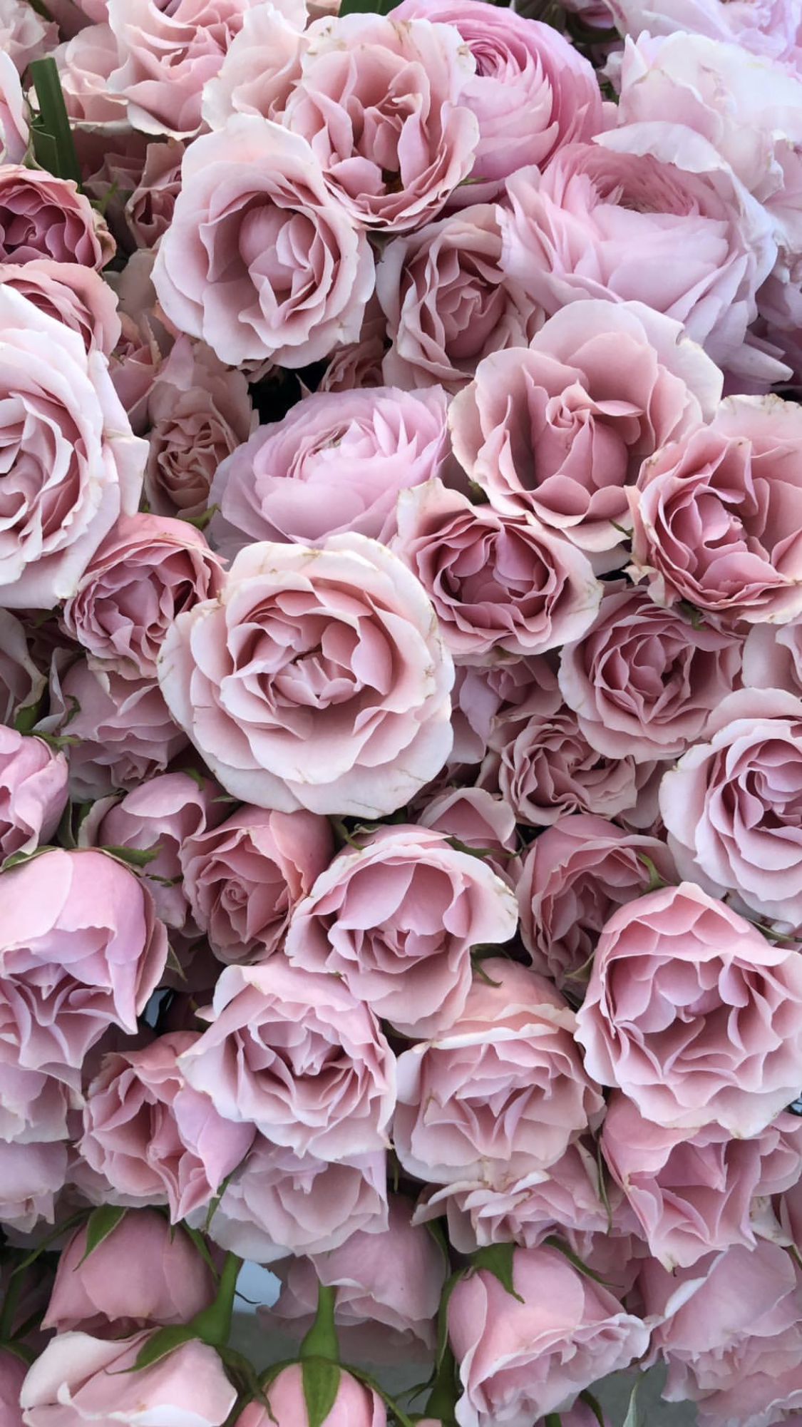 tumblr wallpaper flowers,flower,garden roses,flowering plant,rose,pink