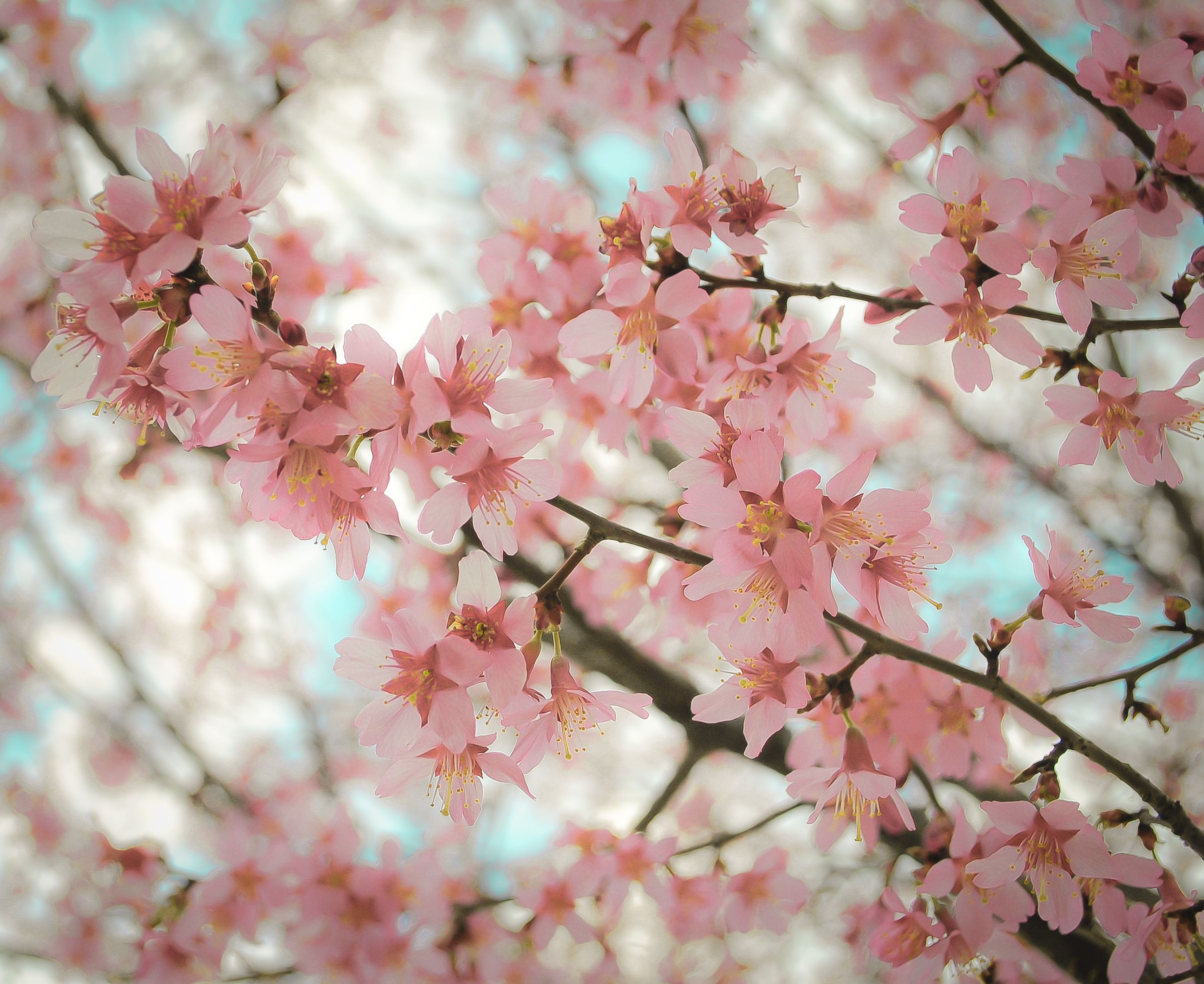 tumblr壁紙花,花,花,工場,春,桜の花