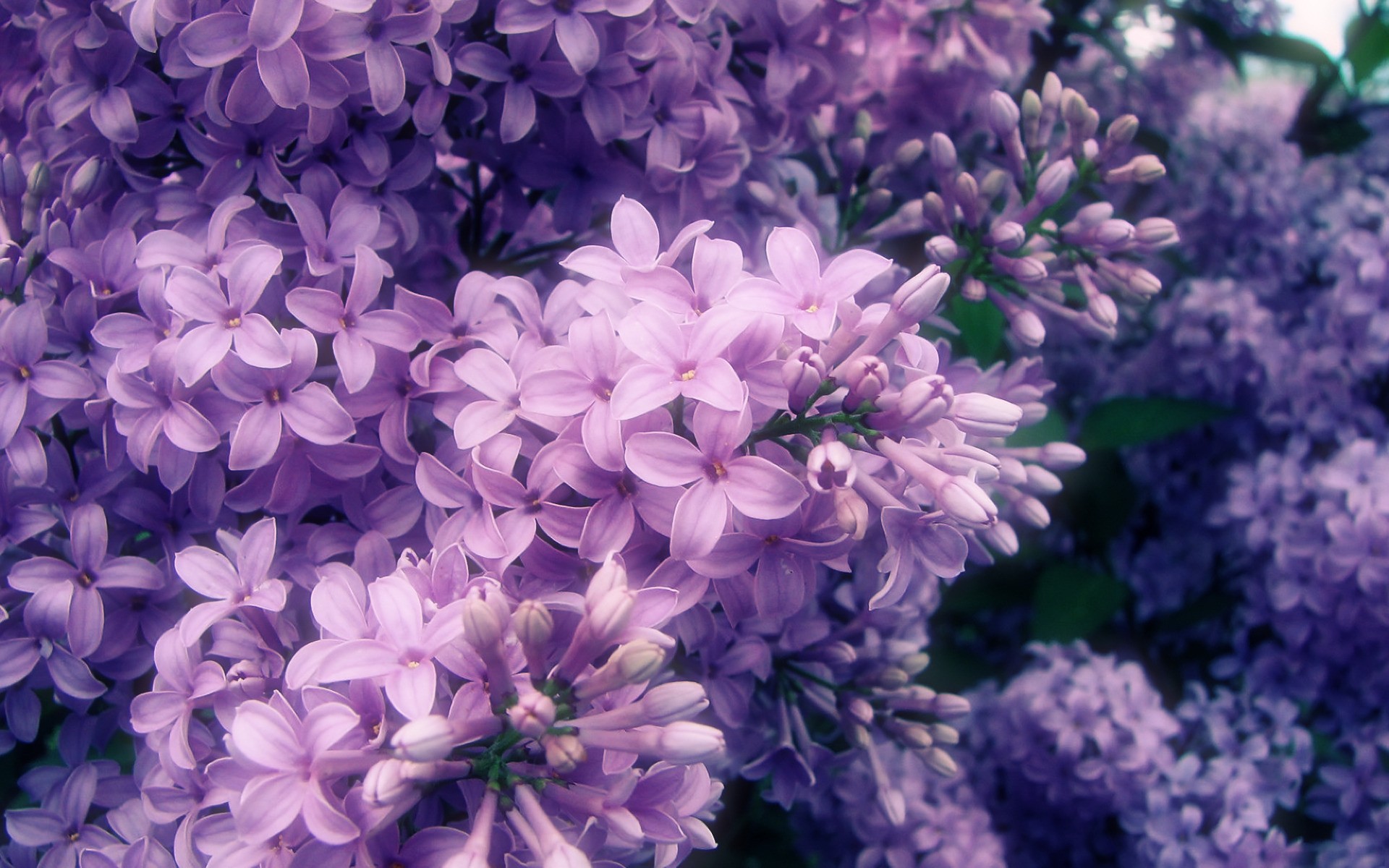 tumblr壁紙花,花,開花植物,ライラック,ラベンダー,紫の