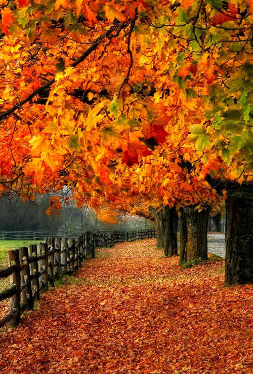 herbsttapete tumblr,baum,natürliche landschaft,natur,blatt,herbst