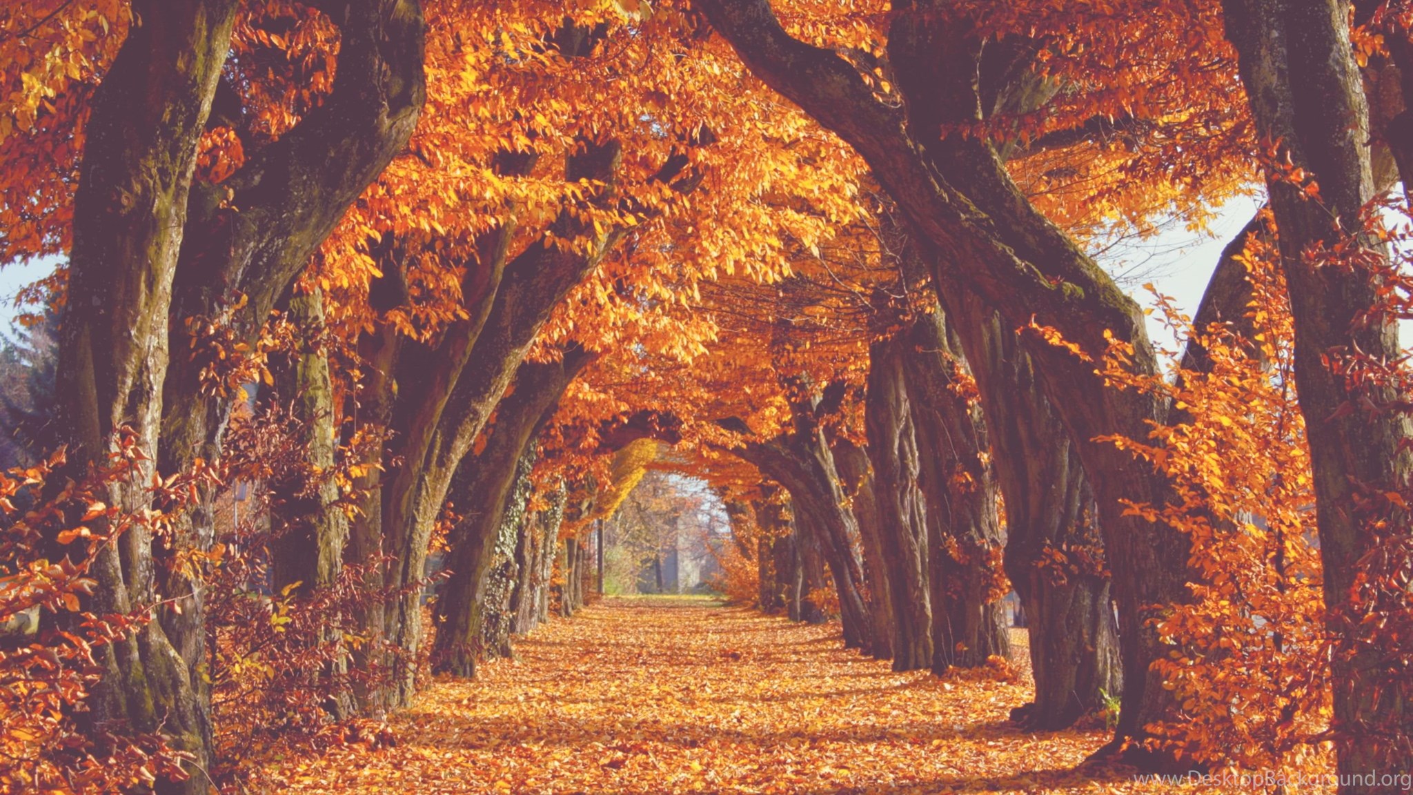 秋壁紙tumblr,木,自然の風景,自然,秋,葉
