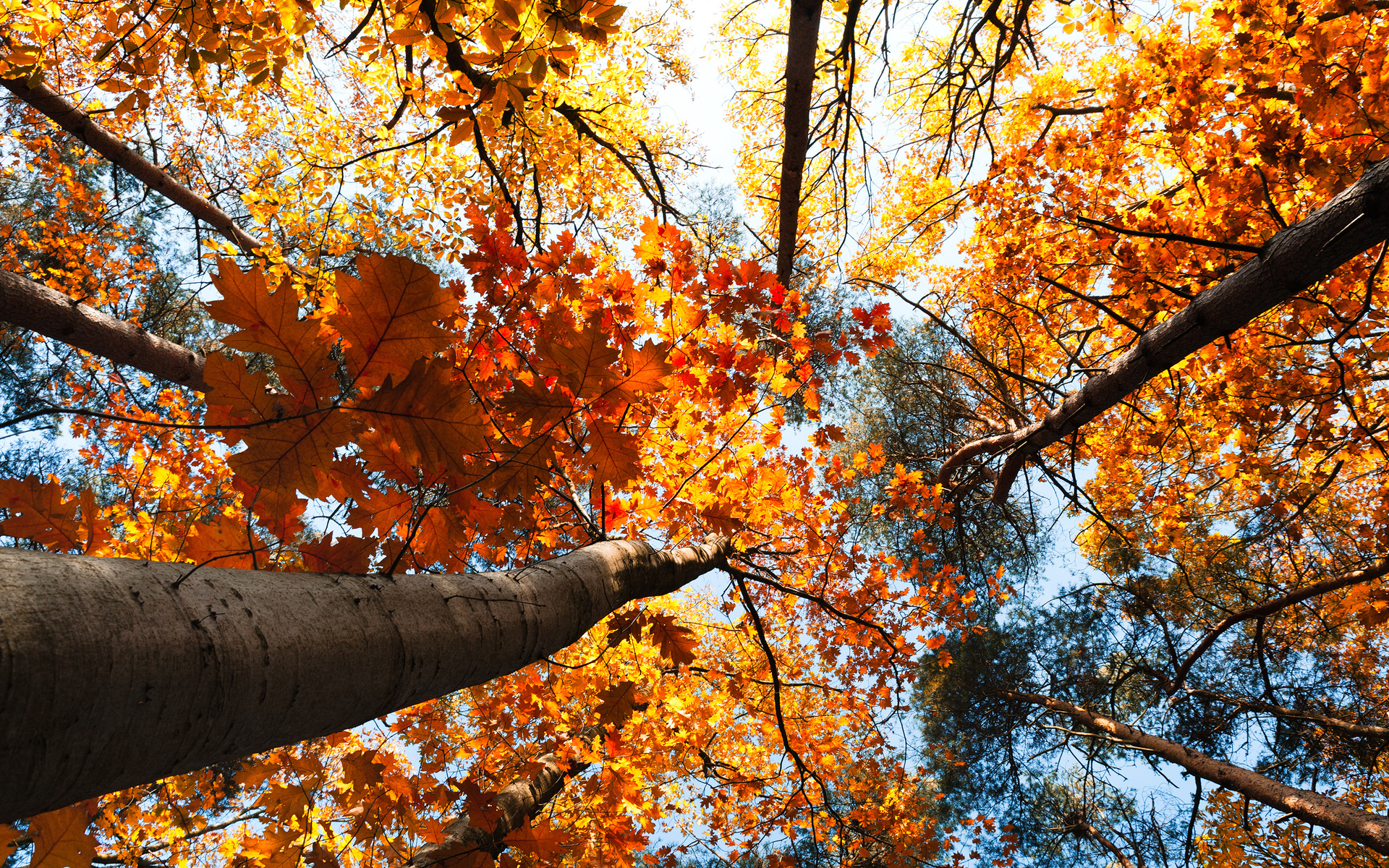 papier peint automne tumblr,arbre,feuille,l'automne,la nature,forêt de feuillus du nord