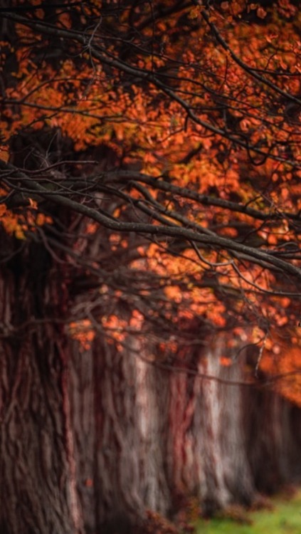 가을 배경 tumblr,자연,나무,잎,주황색,자연 경관