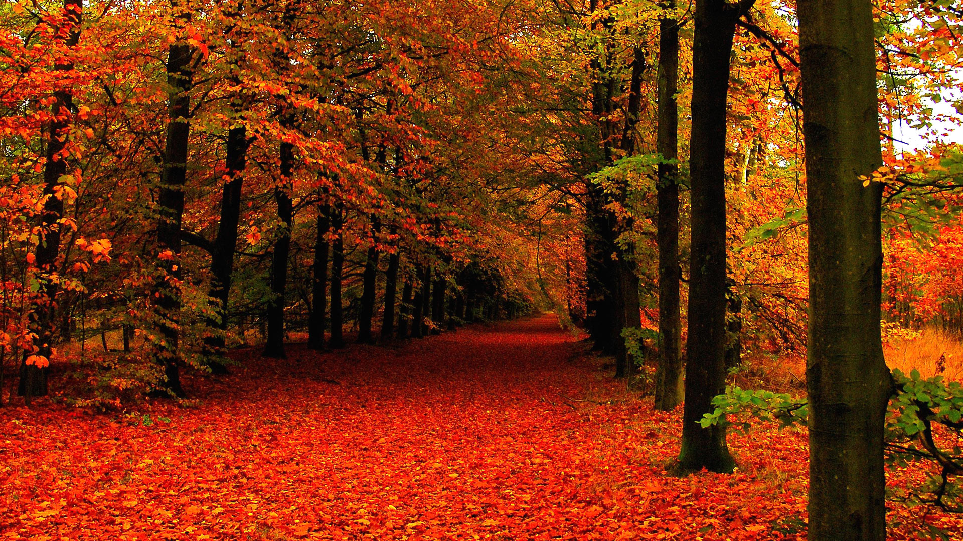 autumn wallpaper tumblr,tree,natural landscape,nature,leaf,deciduous