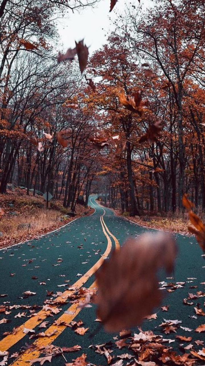 herbsttapete tumblr,baum,natur,natürliche landschaft,blatt,wald