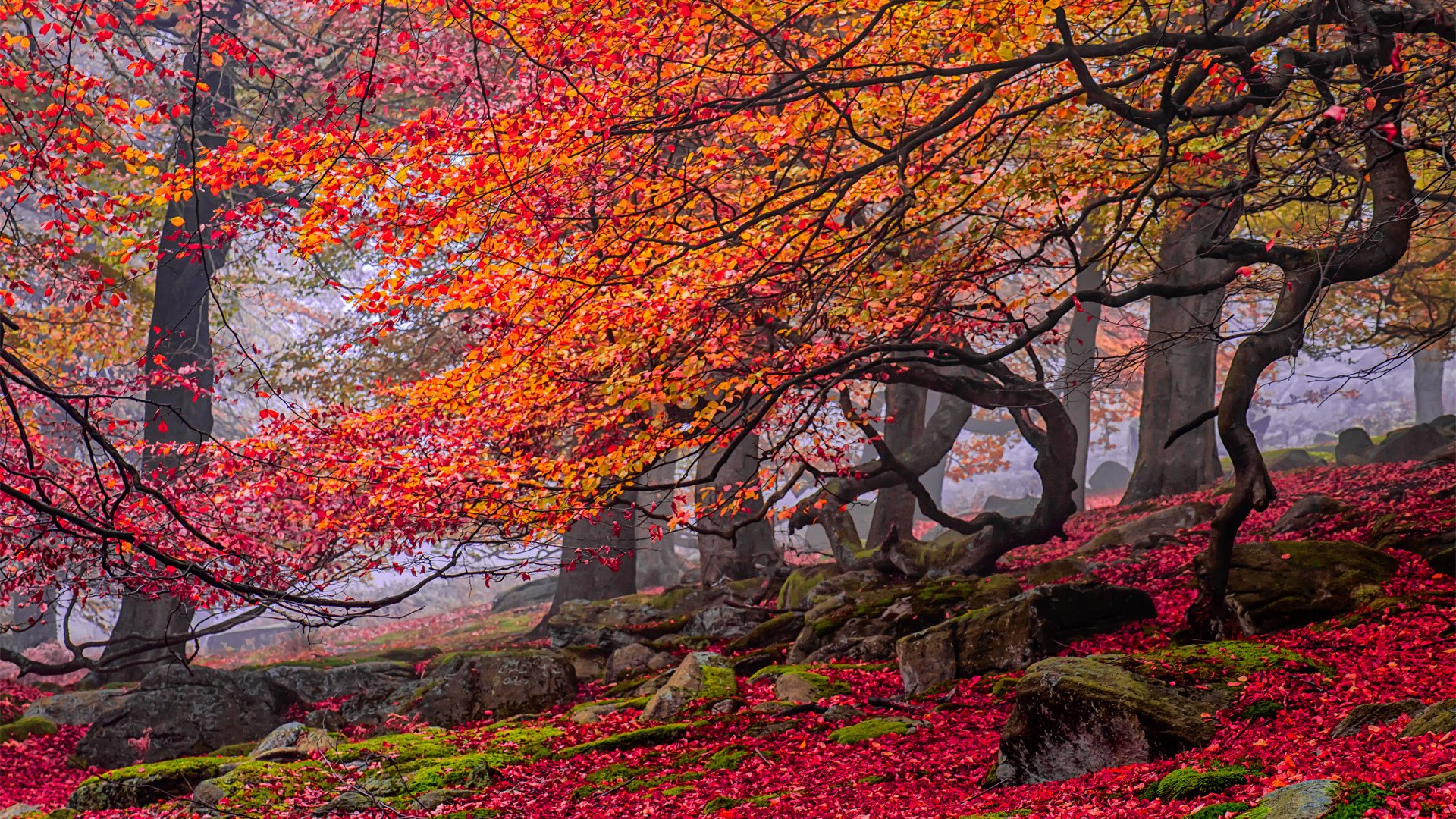 autunno carta da parati tumblr,albero,natura,foglia,autunno,paesaggio naturale