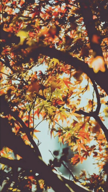 otoño fondos de pantalla tumblr,hoja,árbol,naranja,otoño,planta leñosa