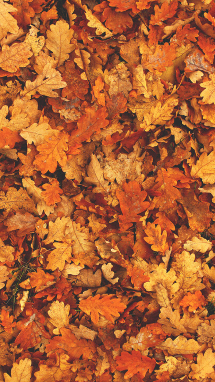 autumn wallpaper tumblr,leaf,tree,autumn,deciduous,plant