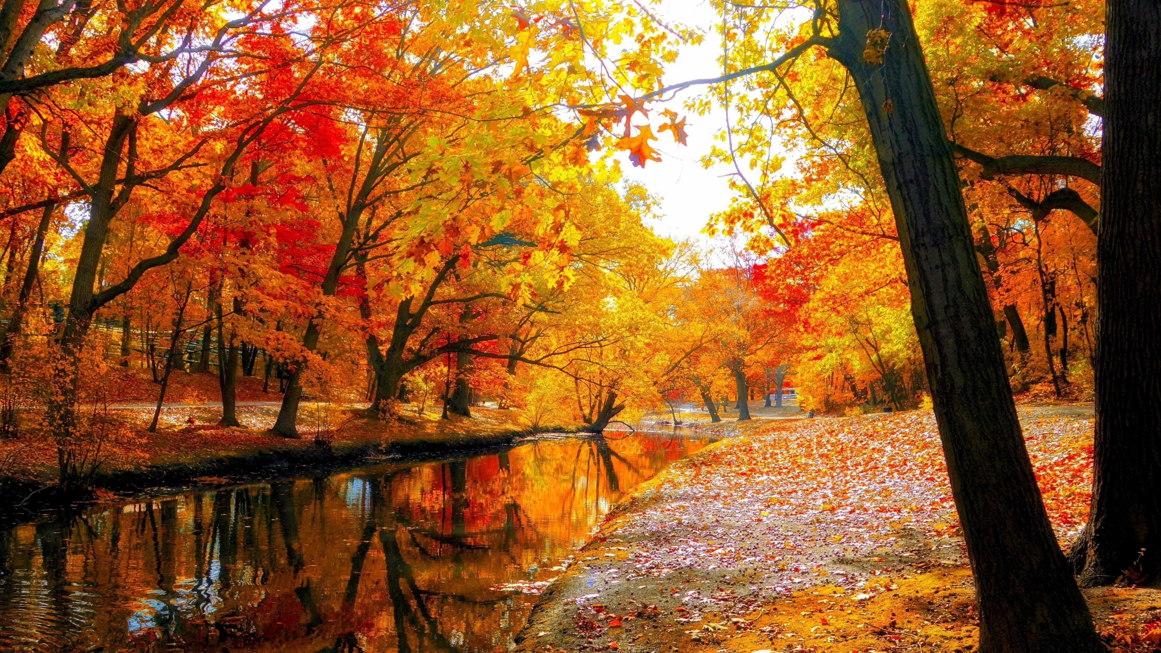 秋壁紙tumblr,木,自然,自然の風景,葉,反射