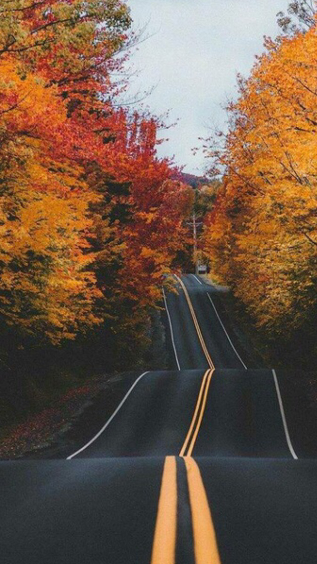 autumn wallpaper tumblr,tree,nature,leaf,road,natural landscape