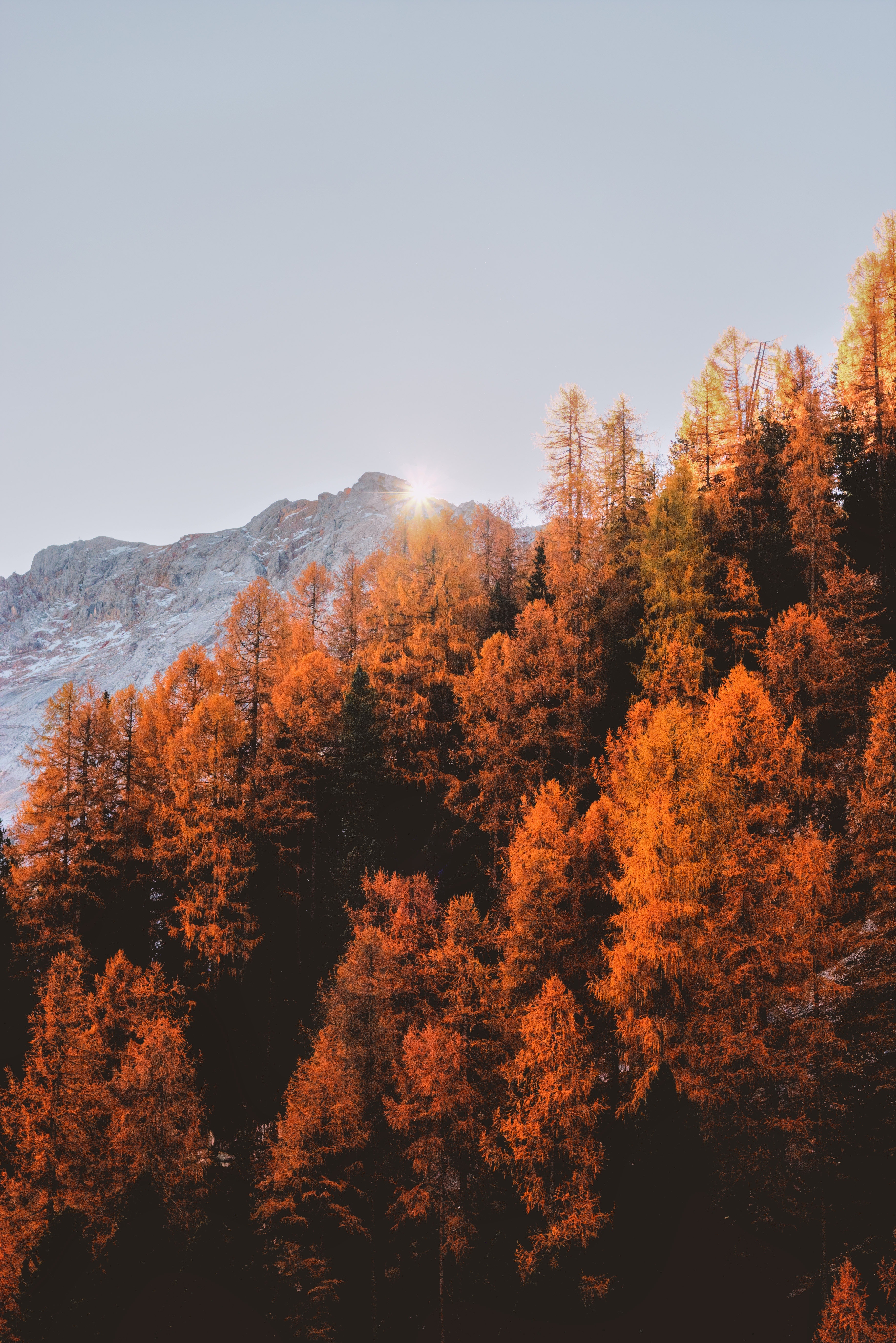 papier peint automne tumblr,arbre,ciel,la nature,paysage naturel,feuille