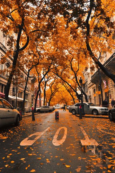 가을 배경 tumblr,나무,잎,가을,거리,노랑