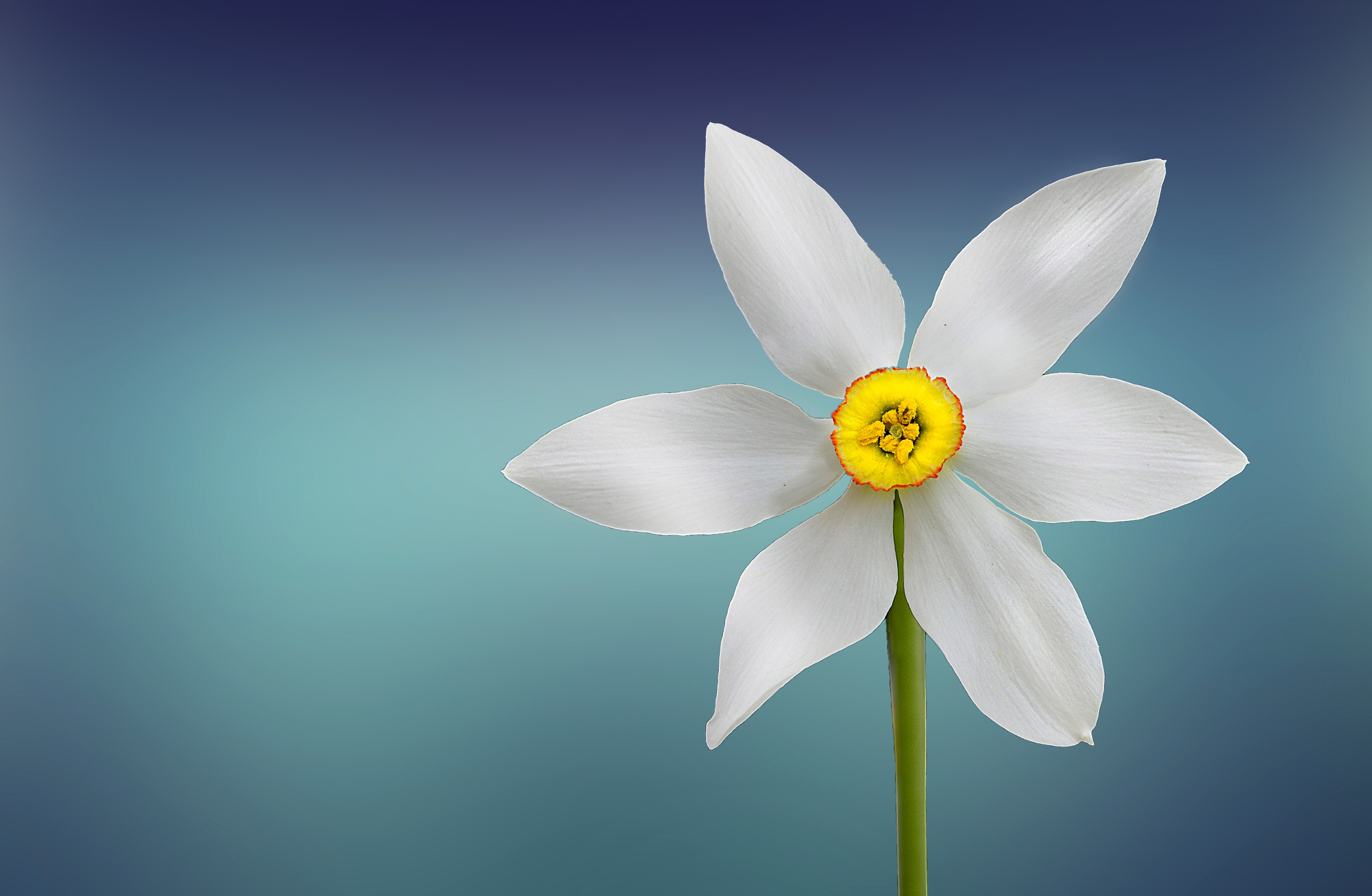 stem wallpaper,flower,petal,white,yellow,plant (#253969) - WallpaperUse