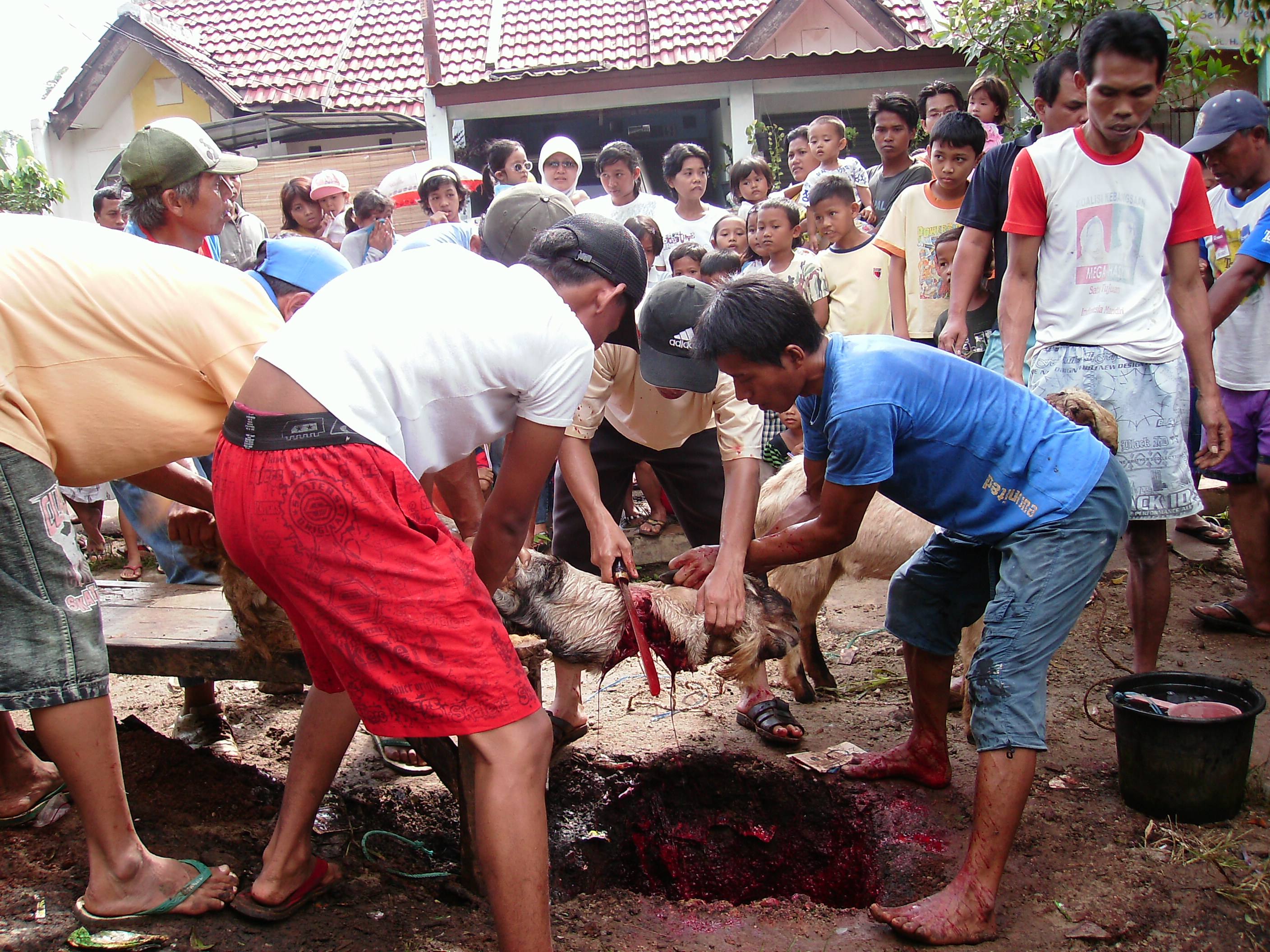 sfondo scontro di clan bergerak,comunità,fango