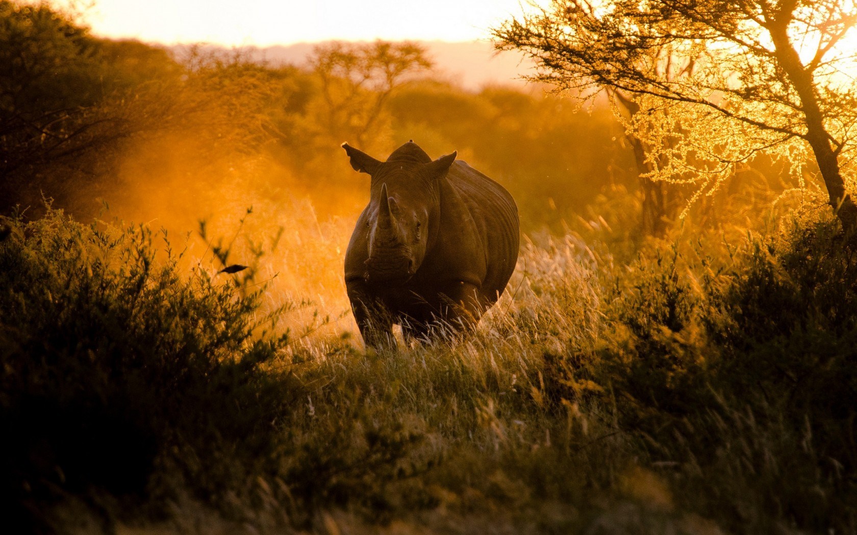 아프리카 벽지 hd,코뿔소,야생 동물,검은 코뿔소,흰 코뿔소,자연 경관