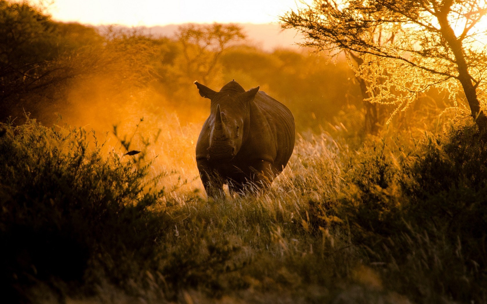 afrika wallpaper hd,nashorn,tierwelt,schwarzes nashorn,weißes nashorn,natürliche landschaft