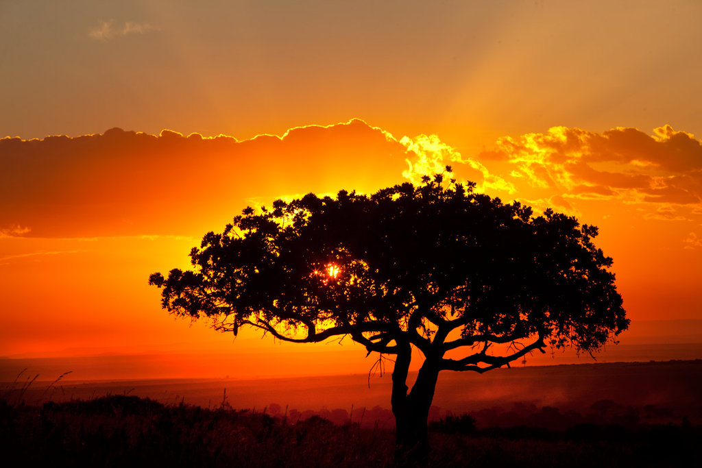 africa wallpaper hd,sky,natural landscape,nature,tree,sunset