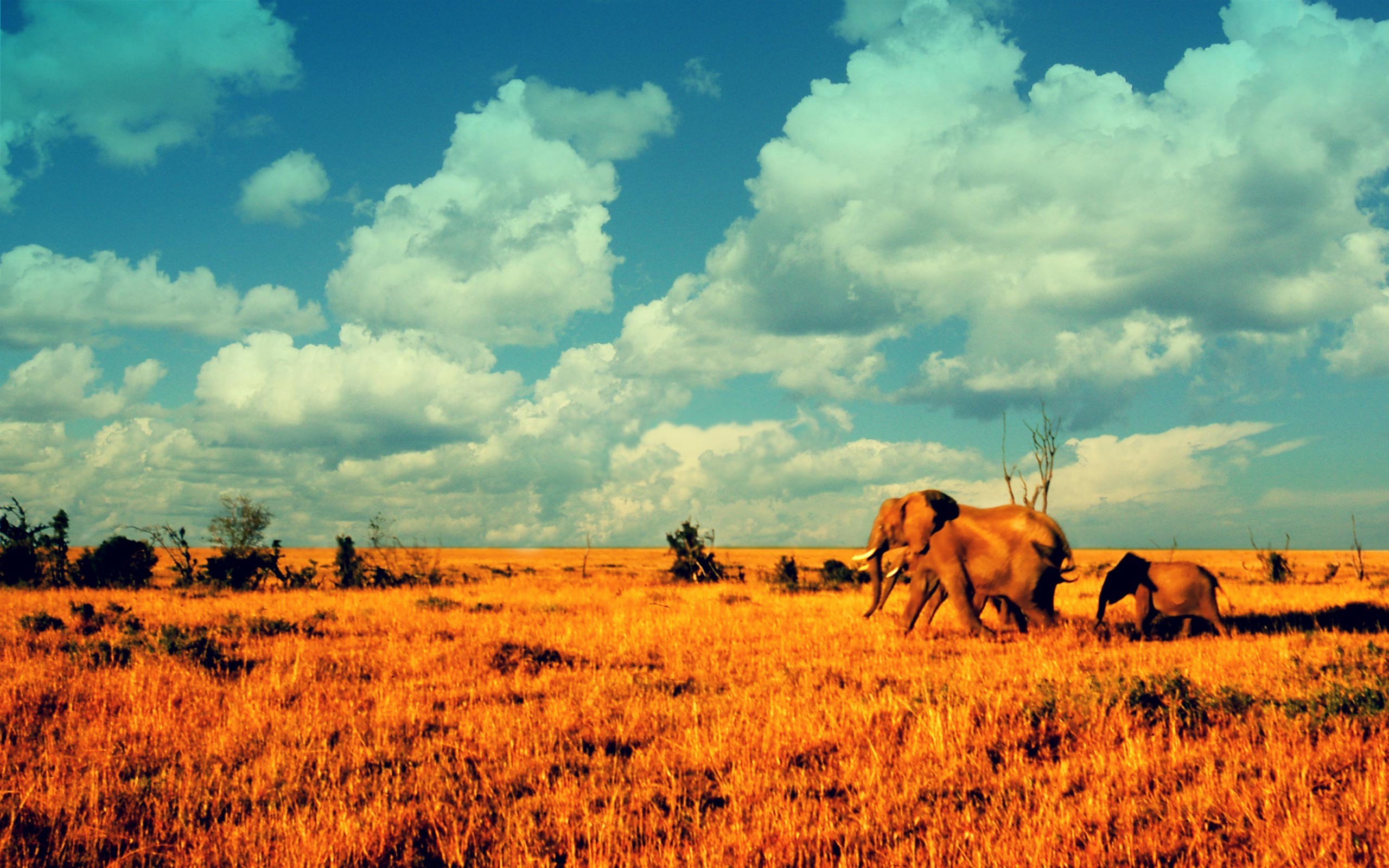 アフリカ壁紙hd,野生動物,草原,サバンナ,自然の風景,空