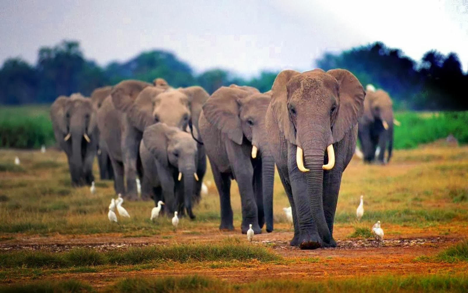アフリカ壁紙hd,象,象とマンモス,陸生動物,野生動物,インド象