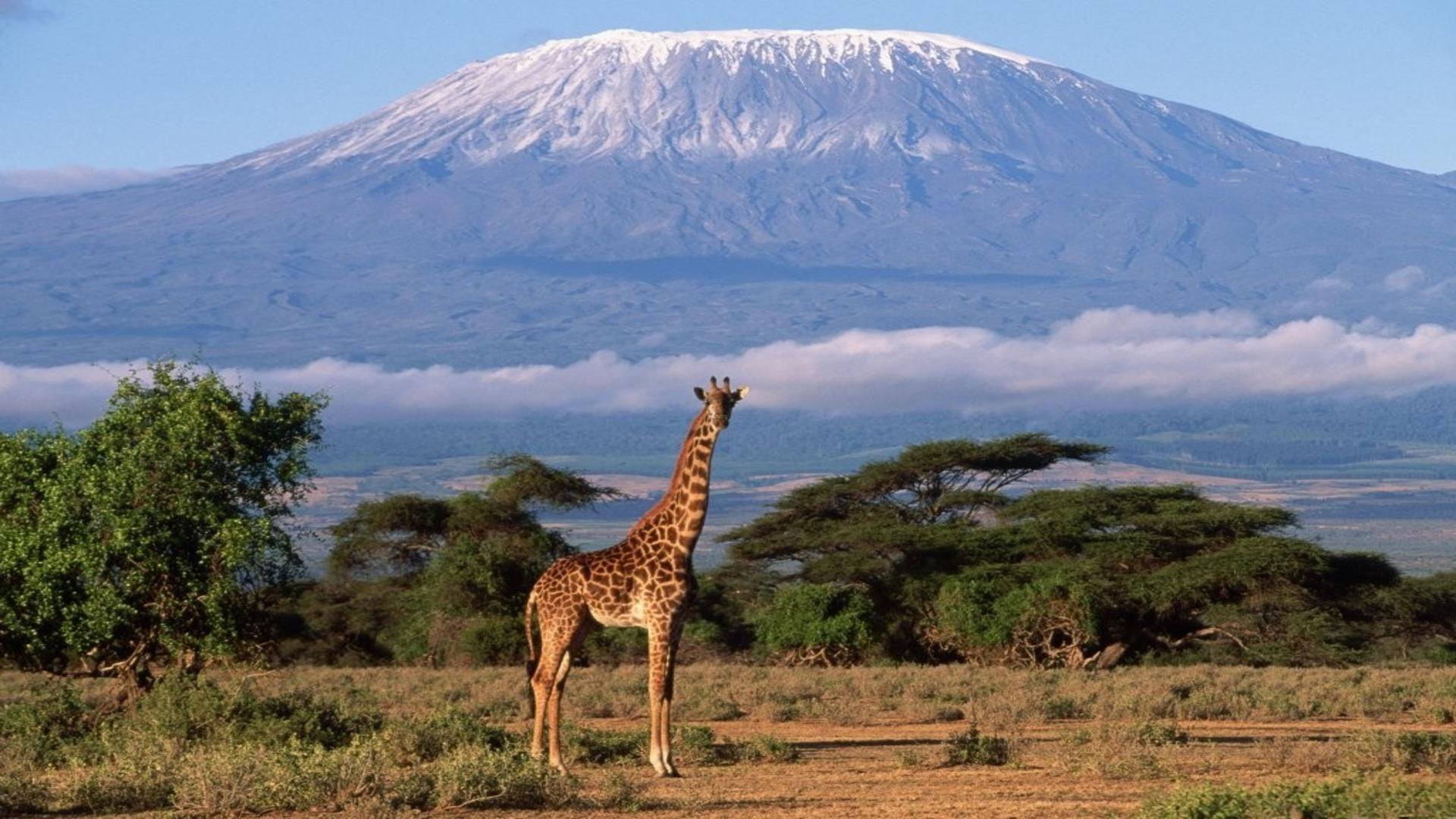 africa wallpaper hd,giraffe,wildlife,terrestrial animal,giraffidae,nature reserve