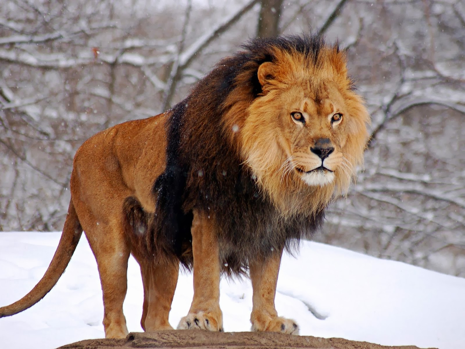 ingilizce壁紙,ライオン,野生動物,ネコ科,マサイライオン,陸生動物