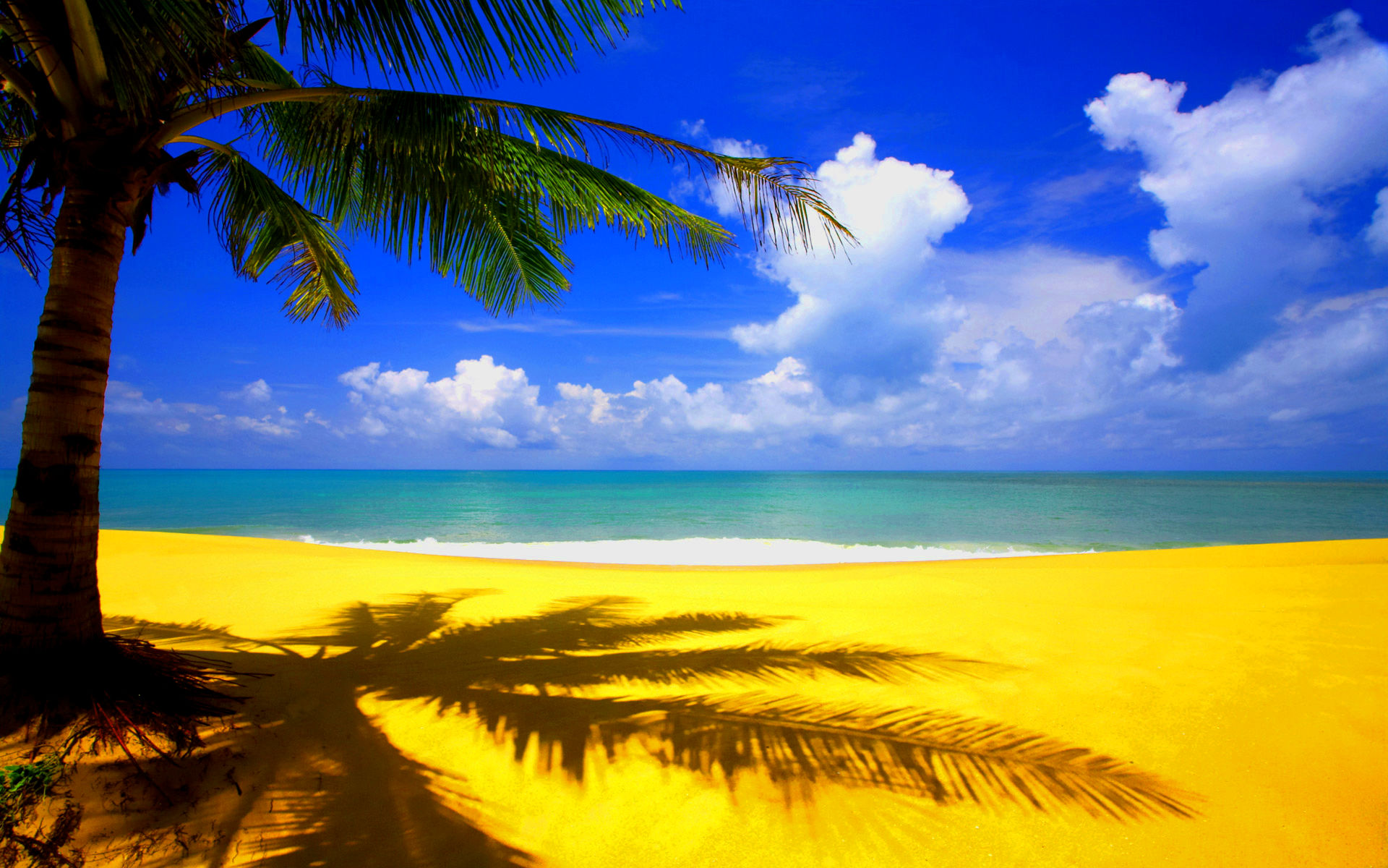 sfondo del desktop estivo gratuito,cielo,natura,palma,albero,caraibico