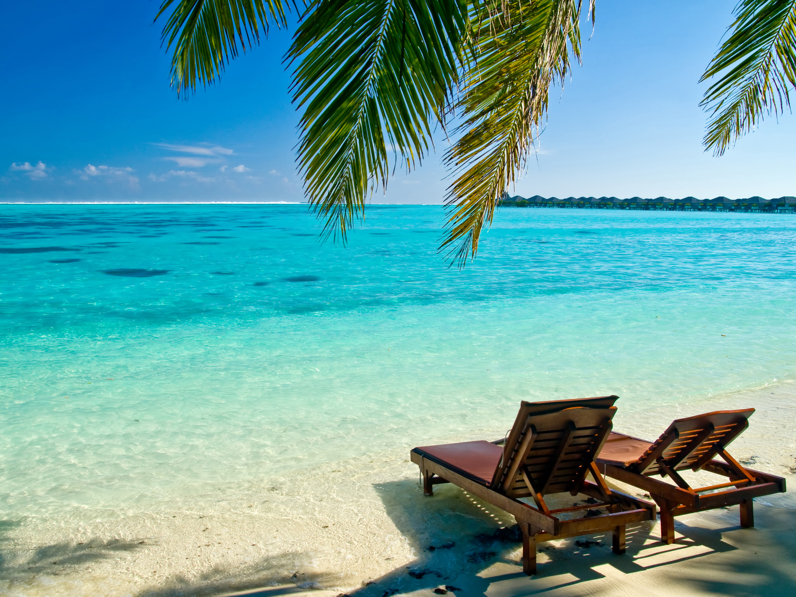 fond d'écran d'été gratuit,vacances,caraïbes,palmier,turquoise,océan