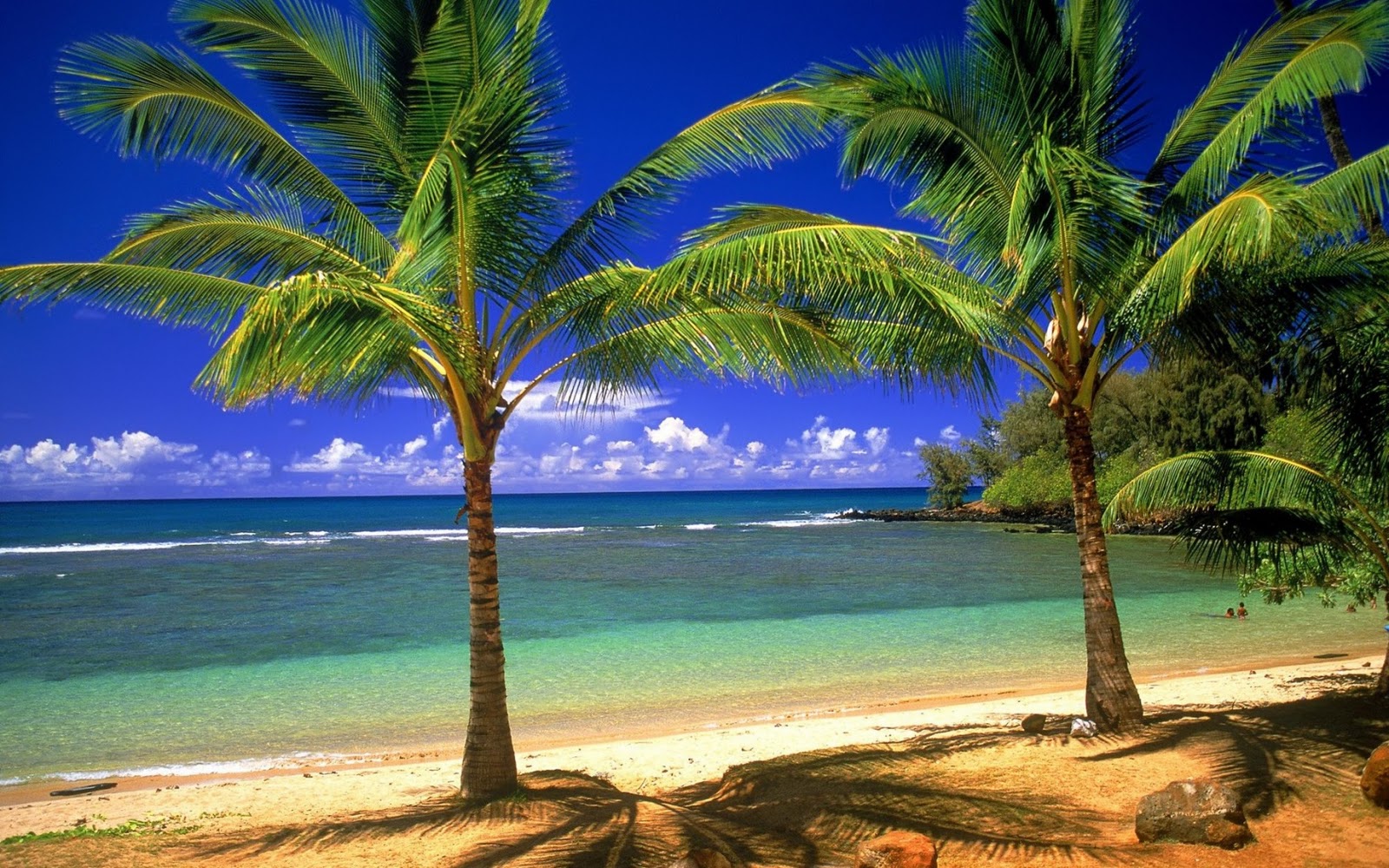 free summer desktop wallpaper,tree,nature,tropics,palm tree,natural landscape