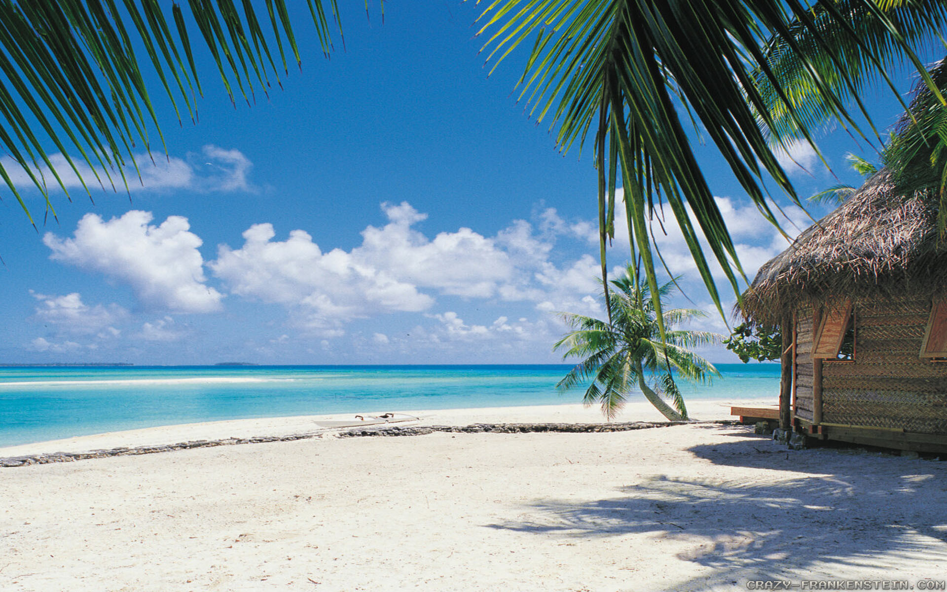sfondo del desktop estivo gratuito,albero,spiaggia,caraibico,vacanza,palma