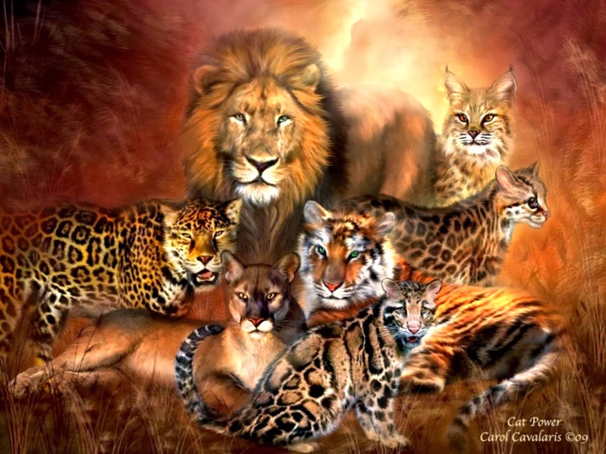 todo fondo de pantalla animal,animal terrestre,fauna silvestre,felidae,grandes felinos,hocico