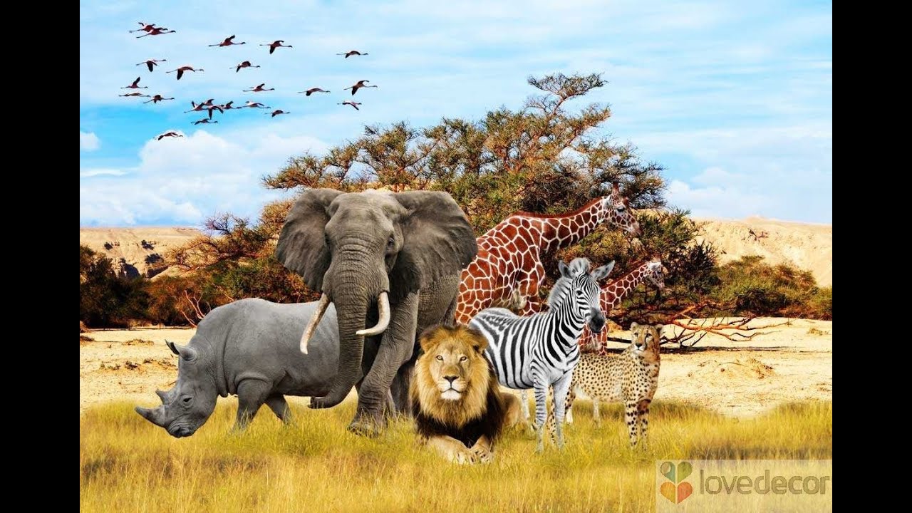 all animal wallpaper,terrestrial animal,wildlife,vertebrate,zebra,elephant